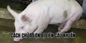 cách chữa lợn bị liên cầu khuẩn