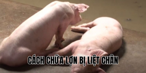 cách chữa lợn bị liệt chân