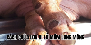 cách chữa lợn bị lở mồm long móng