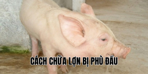 cách chữa lợn bị phù đầu