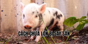cách chữa lợn bị say sắn