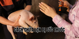 cách chữa lợn bị sốc thuốc