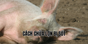 cách chữa lợn bị sốt