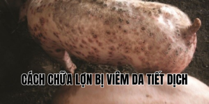 cách chữa lợn bị viêm da tiết dịch