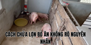 cách chữa lợn bỏ ăn không rõ nguyên nhân