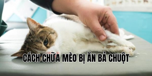 cách chữa mèo bị ăn bả chuột