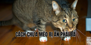 cách chữa mèo bị ăn phải bả