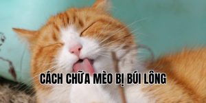 cách chữa mèo bị búi lông
