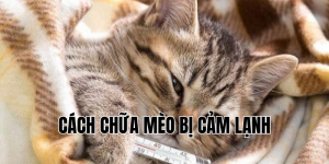 cách chữa mèo bị cảm lạnh
