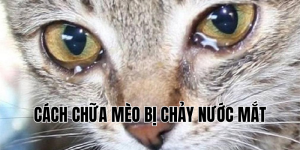 cách chữa mèo bị chảy nước mắt