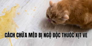 cách chữa mèo bị ngộ độc thuốc xịt ve