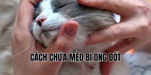 cách chữa mèo bị ong đốt