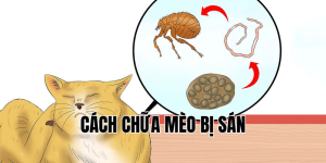 cách chữa mèo bị sán