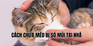 cách chữa mèo bị sổ mũi tại nhà