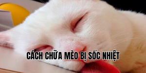 cách chữa mèo bị sốc nhiệt