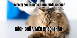 cách chữa mèo bị sỏi thận