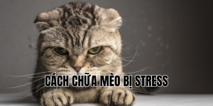 cách chữa mèo bị stress