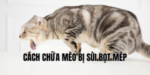 cách chữa mèo bị sùi bọt mép