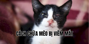 cách chữa mèo bị viêm mắt