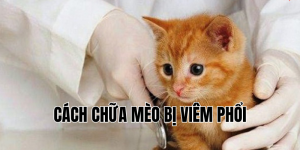 cách chữa mèo bị viêm phổi