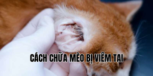 cách chữa mèo bị viêm tai