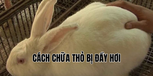 cách chữa thỏ bị đầy hơi