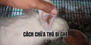 cách chữa thỏ bị ghẻ