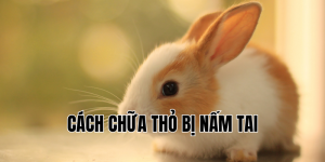 cách chữa thỏ bị nấm tai